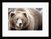 Kodiak Bear by Anonymous