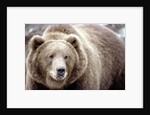 Kodiak Bear by Anonymous
