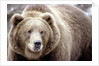 Kodiak Bear by Anonymous