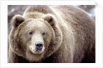 Kodiak Bear by Anonymous