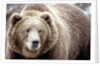 Kodiak Bear by Anonymous