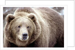 Kodiak Bear by Anonymous
