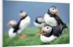 Puffins on Grass by Anonymous
