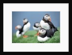 Puffins on Grass by Anonymous
