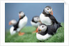 Puffins on Grass by Anonymous