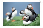 Puffins on Grass by Anonymous