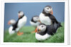 Puffins on Grass by Anonymous