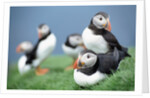 Puffins on Grass by Anonymous