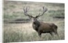 Red Deer by Anonymous