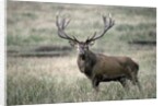Red Deer by Anonymous