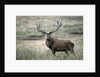 Red Deer by Anonymous