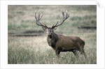 Red Deer by Anonymous