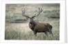 Red Deer by Anonymous
