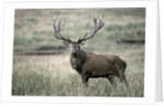 Red Deer by Anonymous