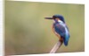 Common Kingfisher by Anonymous