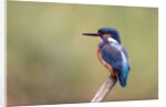 Common Kingfisher by Anonymous