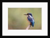 Common Kingfisher by Anonymous
