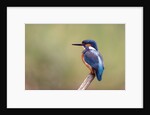 Common Kingfisher by Anonymous