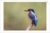 Common Kingfisher by Anonymous