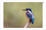 Common Kingfisher by Anonymous