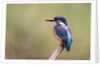 Common Kingfisher by Anonymous
