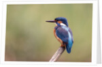 Common Kingfisher by Anonymous