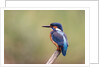 Common Kingfisher by Anonymous