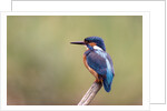 Common Kingfisher by Anonymous