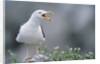 Lesser Black-Backed Gull by Anonymous