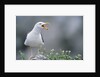 Lesser Black-Backed Gull by Anonymous