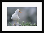 Lesser Black-Backed Gull by Anonymous
