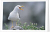 Lesser Black-Backed Gull by Anonymous
