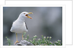 Lesser Black-Backed Gull by Anonymous