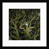 Sunlight Passing Through Thick Tree Branches by Anonymous
