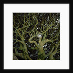 Sunlight Passing Through Thick Tree Branches by Anonymous