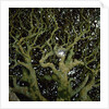 Sunlight Passing Through Thick Tree Branches by Anonymous