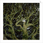 Sunlight Passing Through Thick Tree Branches by Anonymous