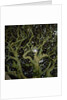 Sunlight Passing Through Thick Tree Branches by Anonymous