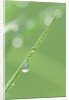 Dew on a Blade of Grass by Anonymous