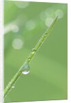 Dew on a Blade of Grass by Anonymous