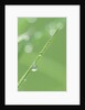 Dew on a Blade of Grass by Anonymous