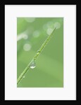 Dew on a Blade of Grass by Anonymous