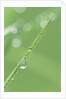 Dew on a Blade of Grass by Anonymous
