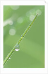 Dew on a Blade of Grass by Anonymous