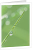 Dew on a Blade of Grass by Anonymous