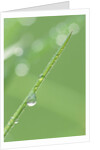 Dew on a Blade of Grass by Anonymous