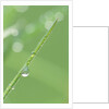 Dew on a Blade of Grass by Anonymous