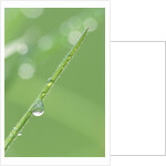 Dew on a Blade of Grass by Anonymous
