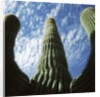 Saguaro Cactus by Anonymous