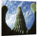 Saguaro Cactus by Anonymous